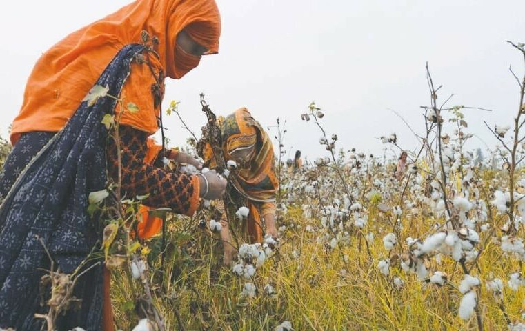 Ginners suspend raw cotton buying