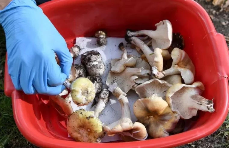 Mushroom poisoning deaths: Family lunch mystery grips