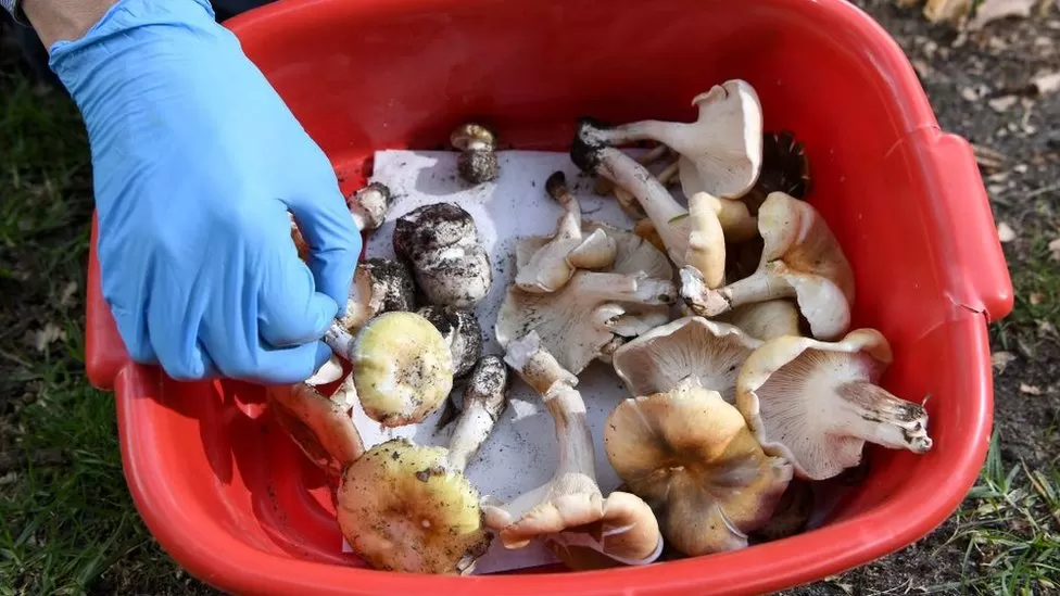Mushroom poisoning deaths: Family lunch mystery grips