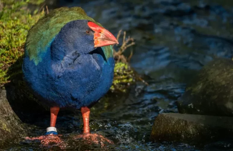 Takahe facing extinction find new home in sanctuary