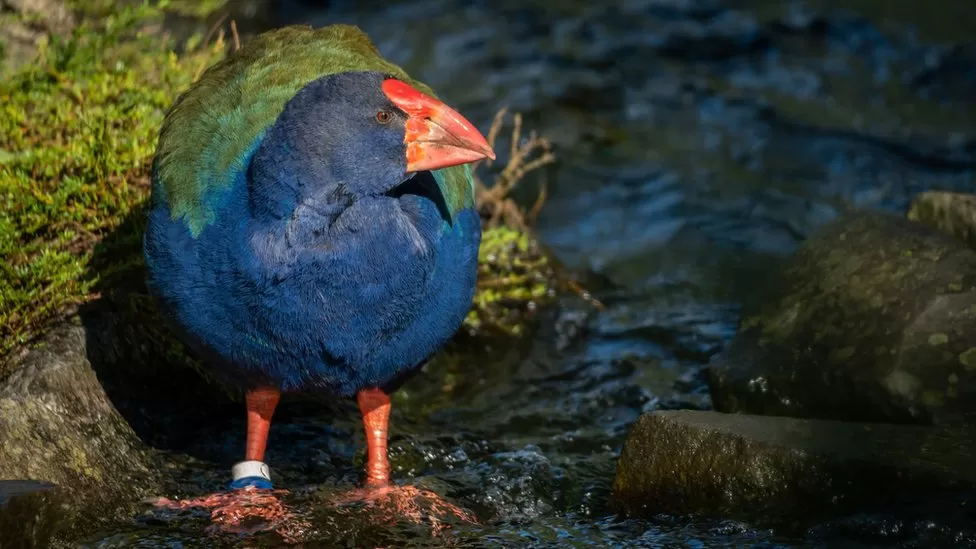 Takahe facing extinction find new home in sanctuary