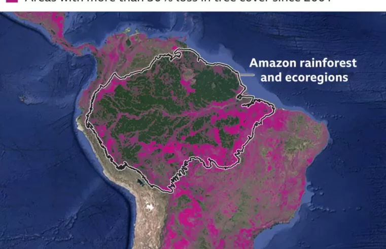 World leaders promise to end deforestation by 2030