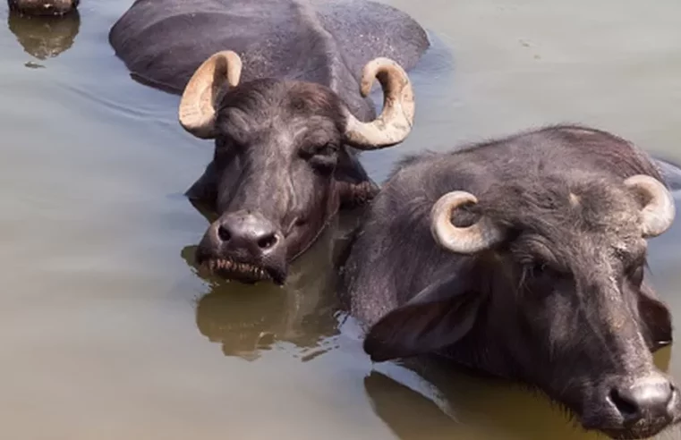 Man arrested for stealing buffaloes 58 years ago