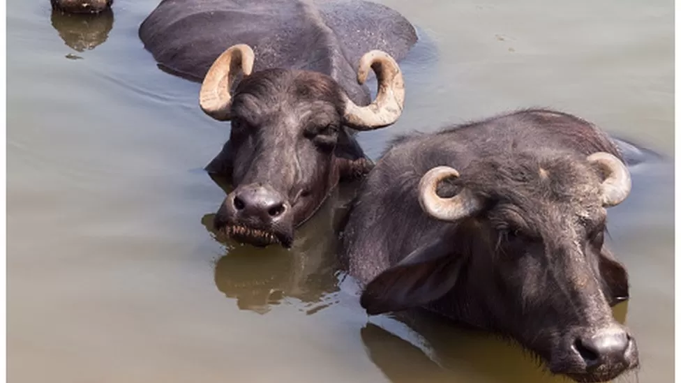 Man arrested for stealing buffaloes 58 years ago