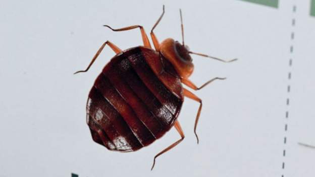 Algeria acts to limit bedbug spread from France