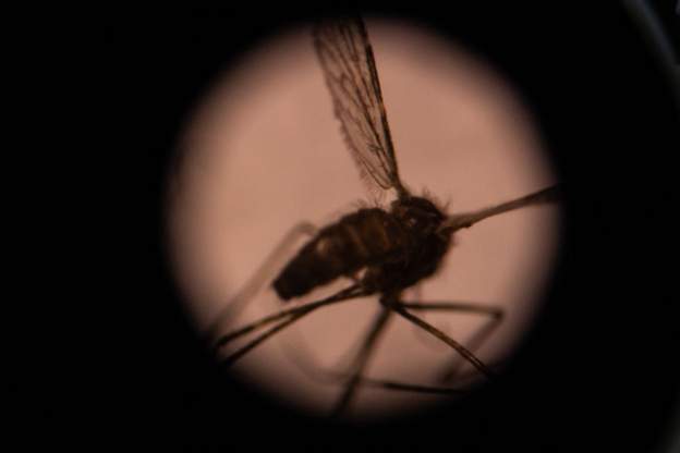 Dengue fever epidemic declared in Burkina Faso