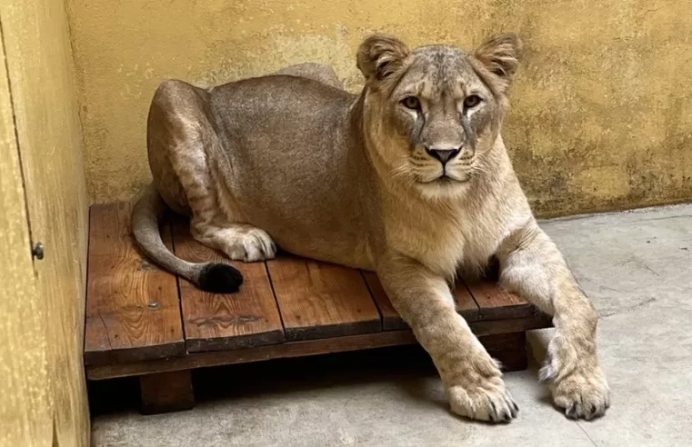 Lioness with her cubs rescued from Ukraine can move to the UK