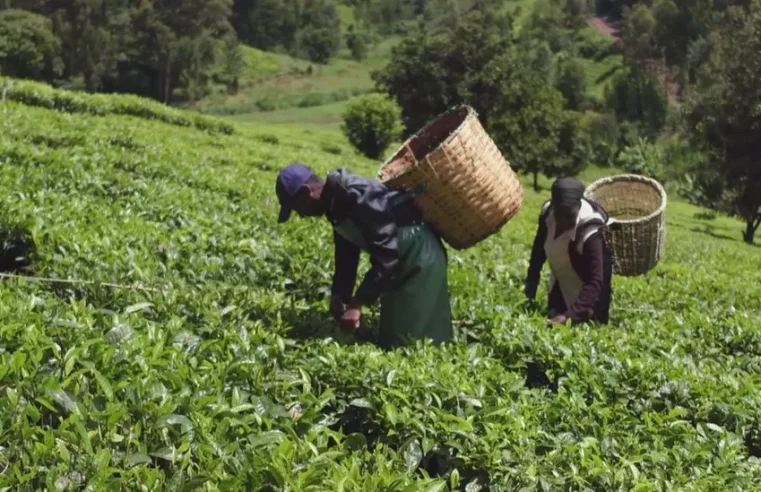 Tea pickers’ Scottish compensation case on hold